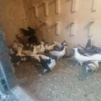 کفتر ساده|پرنده|بردسکن, |دیوار