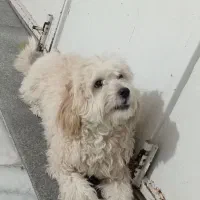 سگ ماده|سگ|قوچان, |دیوار