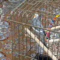 دو عدد عروس هلندی|پرنده|قرچک, باقرآباد|دیوار