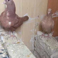 کفتر کبوتر سرخ و زرد