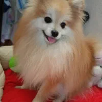 سگ پامرانین|سگ|نورآباد ممسنی, |دیوار