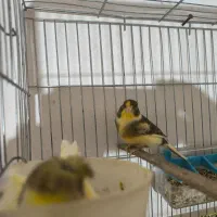 جفت قناری نر و ماده