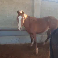 کره نریون ۲ ساله|اسب و تجهیزات اسب‌سواری|بومهن, |دیوار