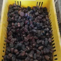 خرما کبکاک|خوردنی و آشامیدنی|شیراز, گلکوب|دیوار