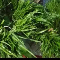 گیاه پیچک