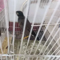 مینا سخنگو معاوضه با جوجه یامرغ