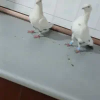 کفتر دمبی طوقی ساده|پرنده|تربت جام, مطهری|دیوار