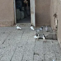 طوقی  و امری