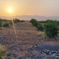 فروش ۳۰ هکتار زمین کشاورزی