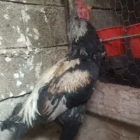 ۵ عدد خروس و ۱ عدد مرغ لاری