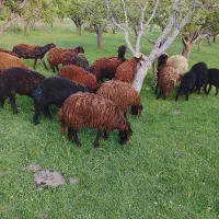 گوسفند