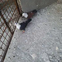 جفتگاه کربلایی نروماده بدون ایراد