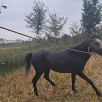 اسب نیلی|حیوانات|فومن, |دیوار