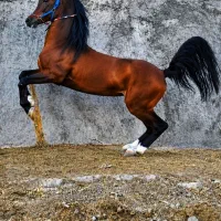 اسب نریان عرب مصری