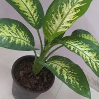 گل‌های آپارتمانی قیمت مناسب