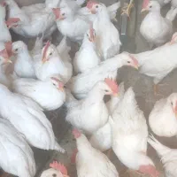 جوجه خروس