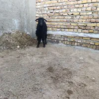 یک راس بزغاله جهت نگه داشت یا قربونی