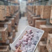 سالن تکثیر گرینچیک (جوجه سرلاکی و جفت جوانه)