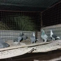 پلاکی کار درست نا بلد