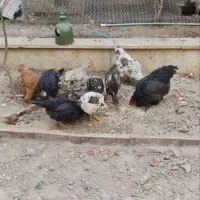 مرغ تخم گذار گلین|حیوانات مزرعه|قم, بنیاد|دیوار