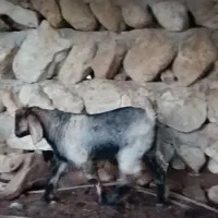 بزشهرکردی کهره دار