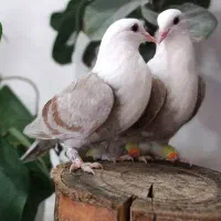 یک جفت کربلایی خوشکل جوانه|پرنده|مشهد, ایثار|دیوار