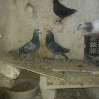 کفتر کبوتر پرشی جفتگاه