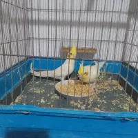 عروس هلندی جنس خوب تاج بزرگ|پرنده|فردوس (خراسان), |دیوار