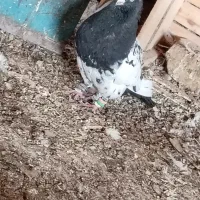 کبوتر سینه ی