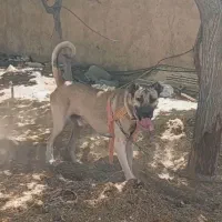 سرابی کشش