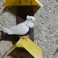 کبوتر سینه ای|پرنده|قم, کوه سفید|دیوار