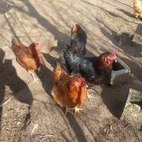 مرغ تخم گذار|حیوانات مزرعه|کیاشهر, |دیوار