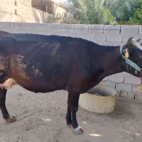 گاو شیری