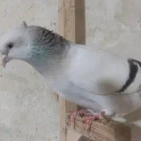کفتر سبزوسوسنی دم سفید|پرنده|شیراز, حومه شیراز|دیوار