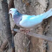 کبوتر طوقی|پرنده|خان ببین, |دیوار