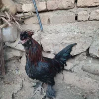 خروس|حیوانات مزرعه|دینور, |دیوار