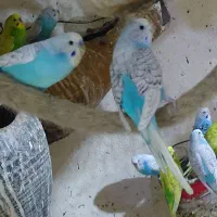 مرغ عشق و عروس هلندی (فرصت استثنایی)