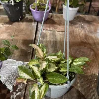 گل آپارتمانی هویا|گل و گیاه طبیعی|سلفچگان, |دیوار