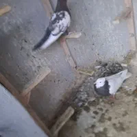 کبوتر گرفتنی