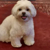 استخدام برای پیاده روی با سگ