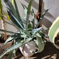 فروش گل|گل و گیاه طبیعی|قدس, هفت جوی|دیوار