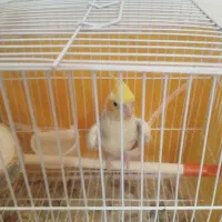 عروس هلندی