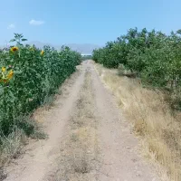 باغ-شخصی-8000متر-لب-لب-اتوبان-زنجان-تهران