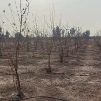 درخت و نهال مثمر میوه