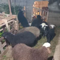 بره نر و ماده چاق