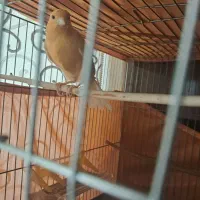 قناری نر پرتقالی