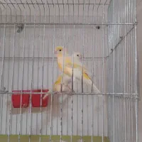 قناری ماده داراب|پرنده|داراب, |دیوار