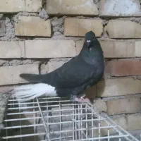 کبوتر اشعل دمسفید ماده