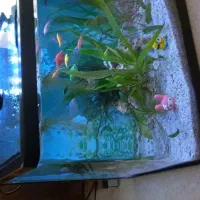 اکواریوم نو نو با تمام تجهیزات و وسایل