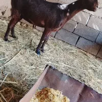 نری وگیسه مایکرد|حیوانات مزرعه|زاهدان, |دیوار